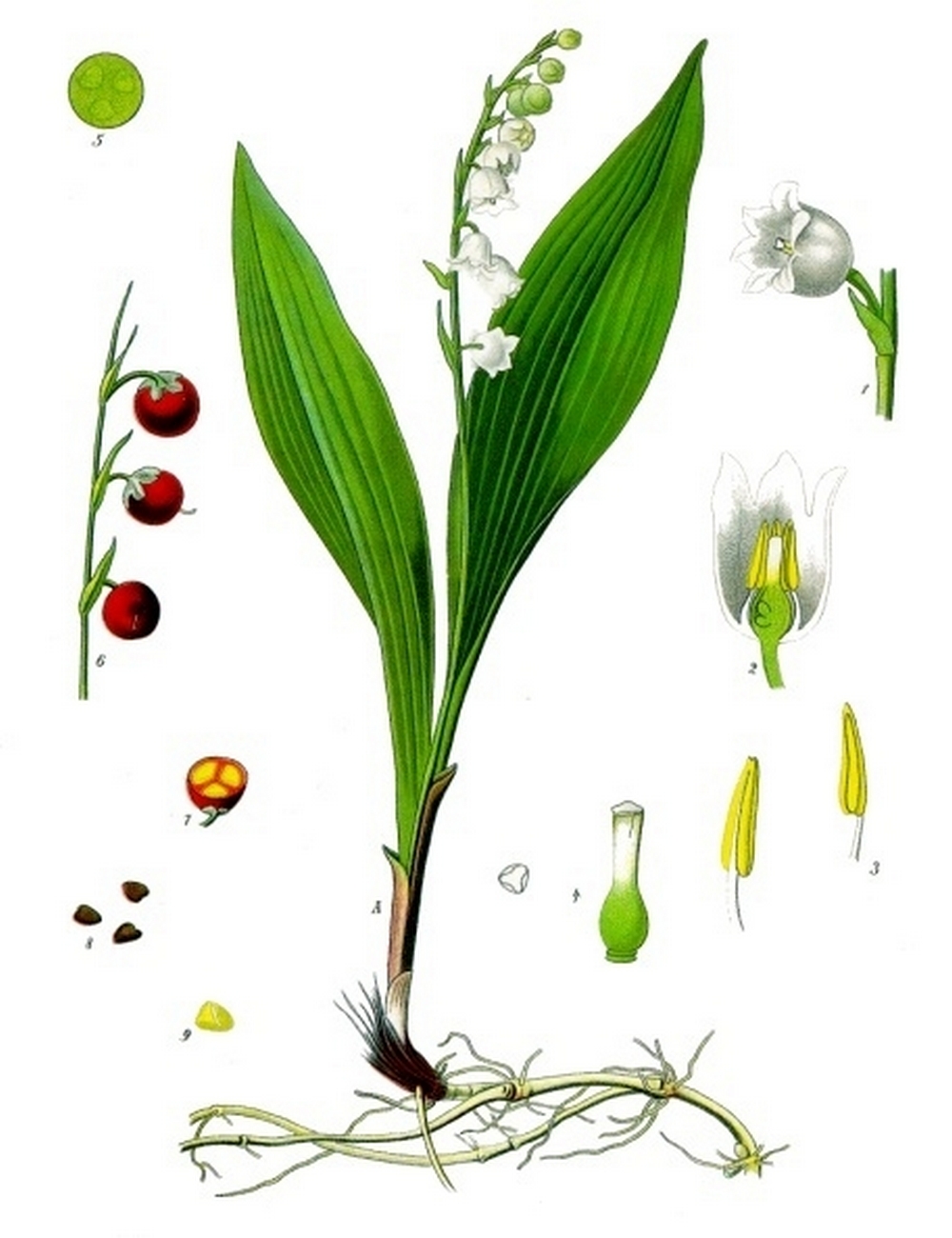 Convallaria_majalis_-_Köhler–s_Medizinal-Pflanzen-045